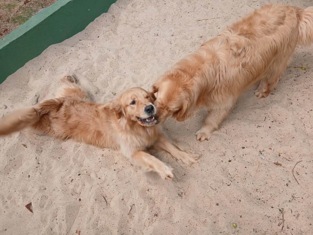 Cuidado com empatia na PET CAPRICHO