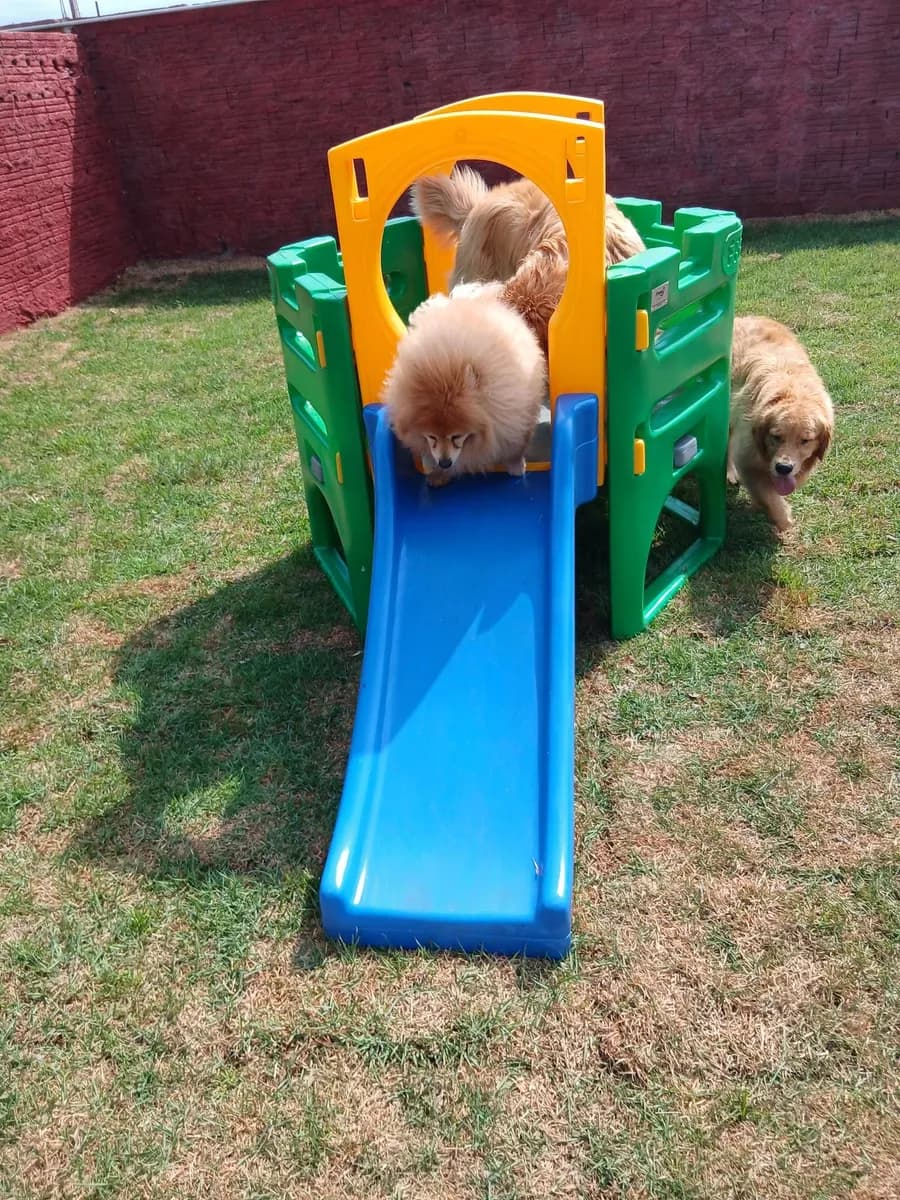 PET CAPRICHO atividades 3