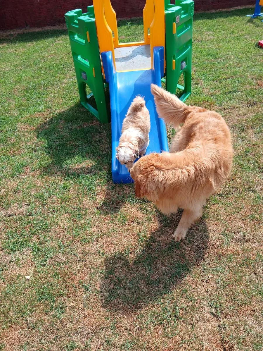 PET CAPRICHO metodologia 1