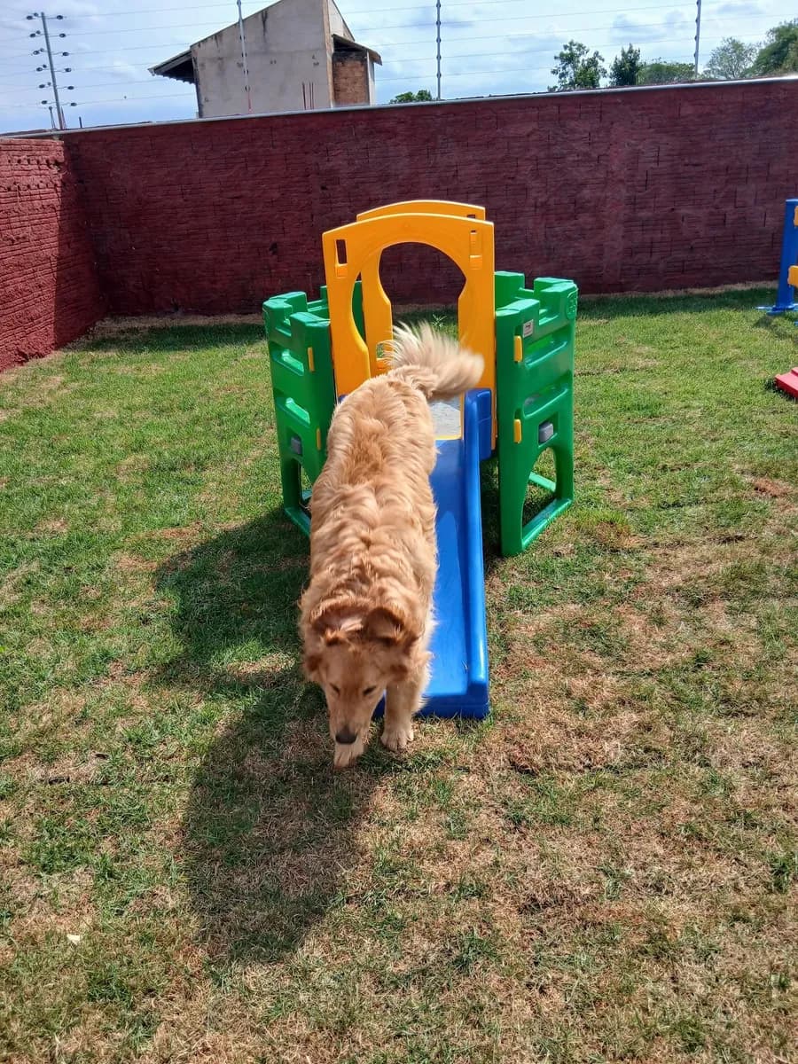 PET CAPRICHO metodologia 2