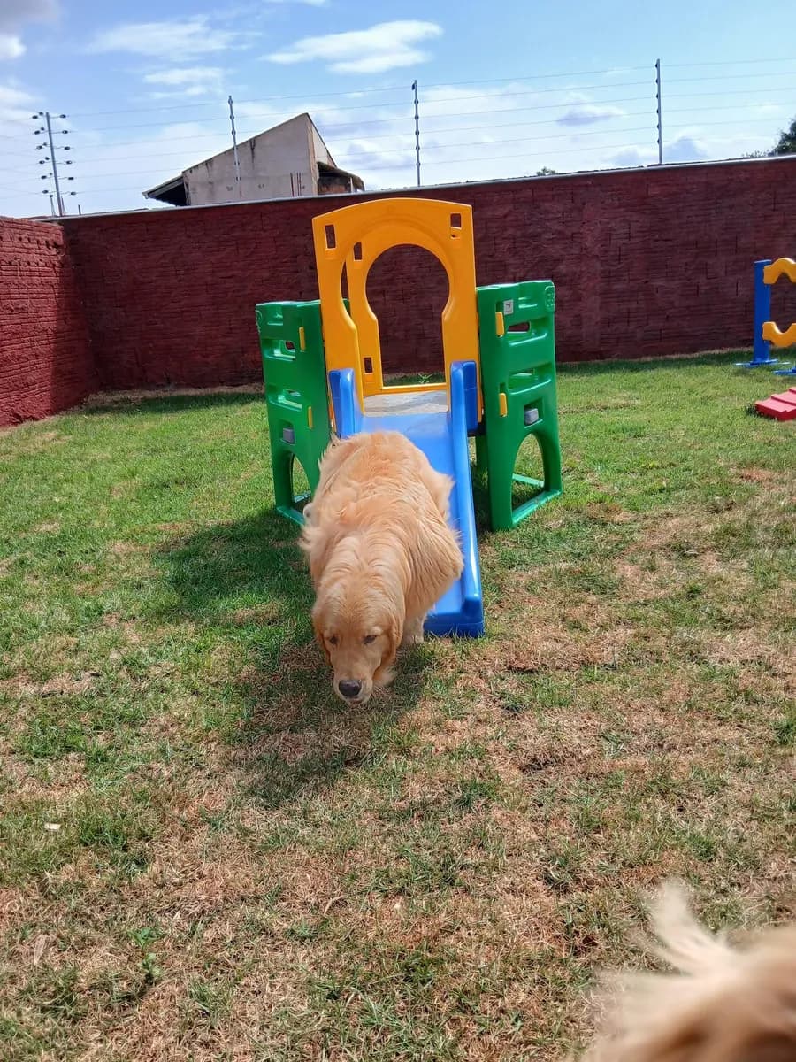 PET CAPRICHO metodologia 3