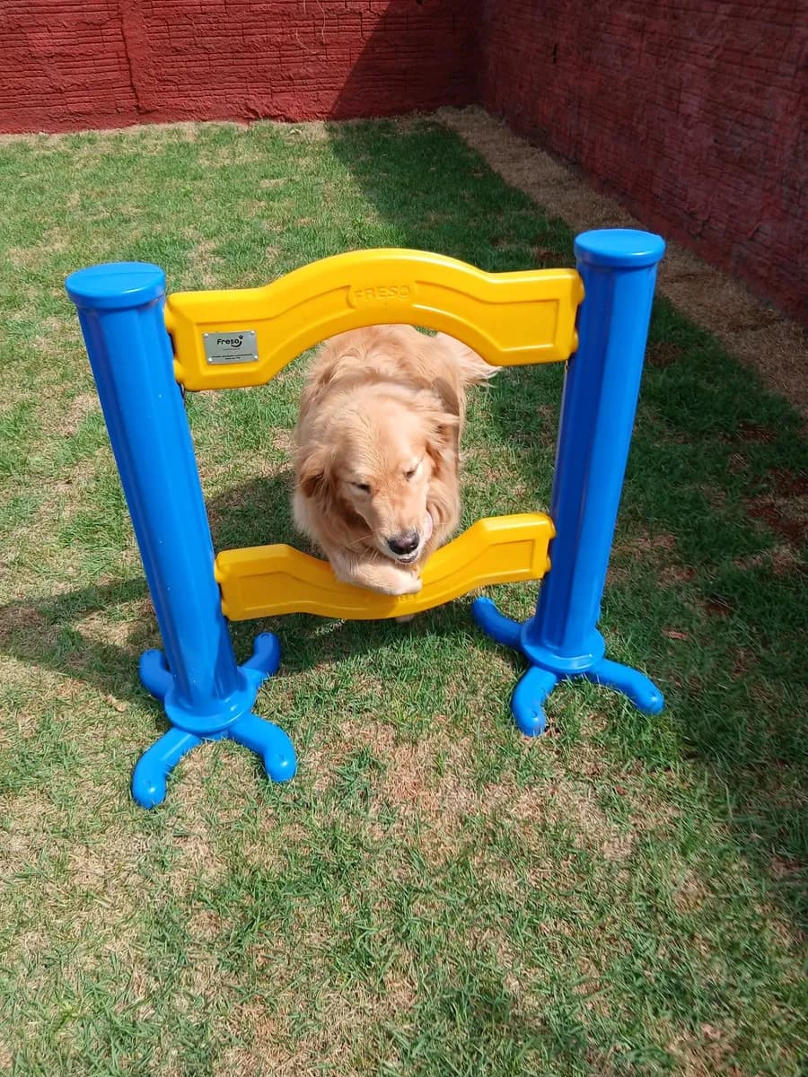 PET CAPRICHO metodologia 4