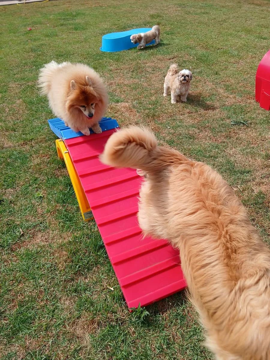 PET CAPRICHO metodologia 5