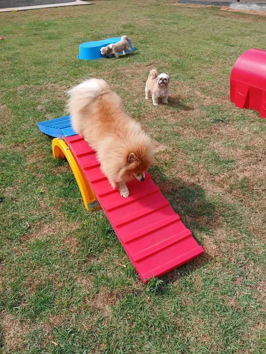 PET CAPRICHO metodologia 6